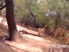 Crucero en un bosque español